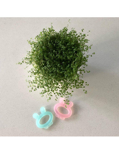 Zahnungshilfe Hasenohr